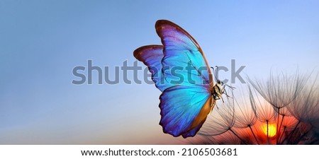 Natural pastel background. Blue morpho butterfly and dandelion. Seeds of a dandelion flower on a background of sunrise. Copy spaces.