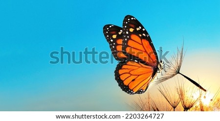 Natural pastel background. Monarch butterfly and dandelion. Seeds of a dandelion flower in drops of water on a background of sunrise.                          