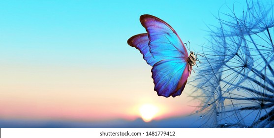 Natural pastel background. Morpho butterfly and dandelion. Seeds of a dandelion flower in droplets of dew on a background of sunrise. Soft focus. Copy spaces.                              