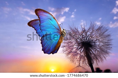 Natural pastel background. Morpho butterfly and dandelion. Seeds of a dandelion flower in drops of water on a background of sunrise. Copy spaces.