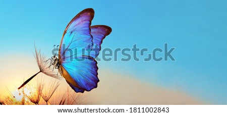 Natural pastel background. Morpho butterfly and dandelion. Seeds of a dandelion flower in drops of water on a background of sunrise. Copy spaces.                          