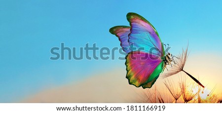 Natural pastel background. Morpho butterfly and dandelion. Seeds of a dandelion flower in drops of water on a background of sunrise. Copy spaces                         