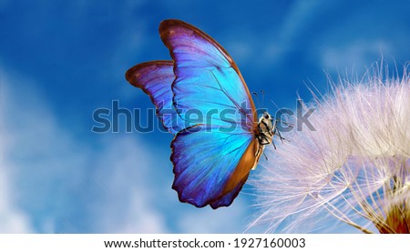 Natural pastel background. Morpho butterfly and dandelion. Seeds of a dandelion flower on a background of blue sky with clouds. Copy spaces