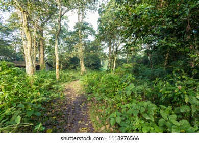 Natural path through a green forest