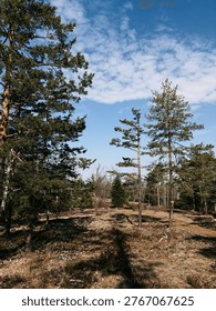 A natural path winds through pine forest with blooming heather and early crocus in Divcibare. Scenic spring landscape ideal for hiking and outdoor travel
