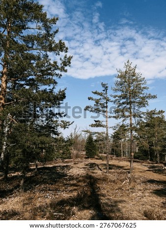 A natural path winds through pine forest with blooming heather and early crocus in Divcibare. Scenic spring landscape ideal for hiking and outdoor travel