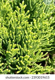 Natural pattern background image It's beautiful and very close to us.