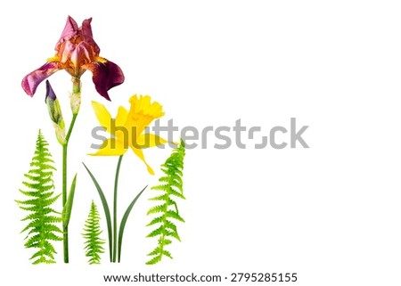 Natural pattern. Easter. spring flowers narcissus isolated on white background. daffodil. Fern leaves and iris flower.