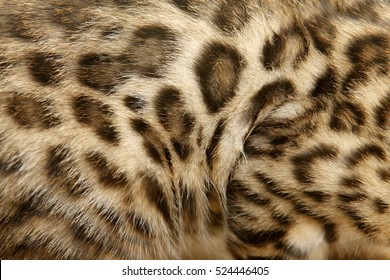 Natural Pattern On Bengal Cat Fur, Real Texture Of Feline Pelt