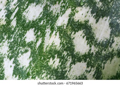 Natural pattern of succulent , texture background