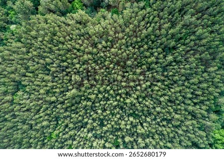natural pattern and texture of a pine or eucalyptus tree plantation from above, top down aerial drone view