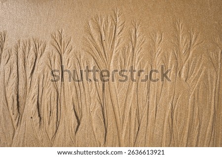Natural patterns resembling trees formed by water flow on wet sand at the beach in Essaouira, Morocco