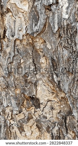 Natural peeling wood surface pattern for organic graphic resource
