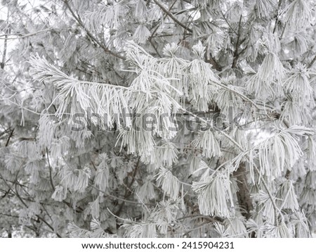 The natural phenomenon of rime formation in winter