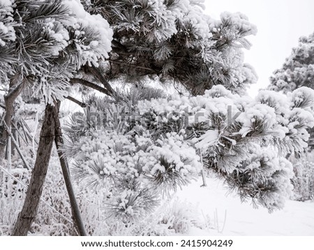 The natural phenomenon of rime formation in winter