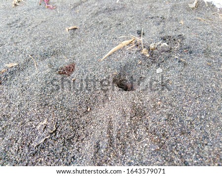 natural photo of the crab house on the sand in the beach