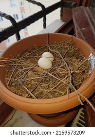 Natural Pigeon Eggs Pigeon Nest