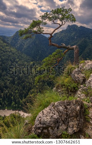 Natural pine bonsai tree growing on rocky cliff over Dunajec river in Pieniny mountains national park in Poland with view on forest on hills in background