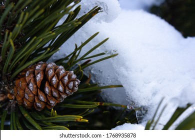 Natural Pine Cone With Snow During Winter In The Austrian Alps