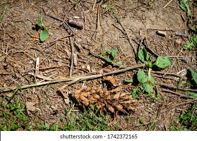 Natural pine forest ground with some grass, pine cone and seeds. Forest soil texture background