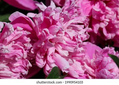 A Natural Pink Background From A Macro Shot Of Pink Peony Petals (Cora Stubbs)