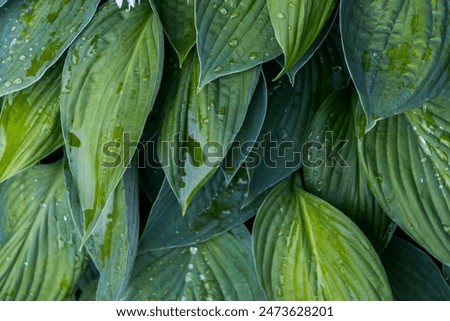 Image, Stock Photo Raindrops on a hosta leaf