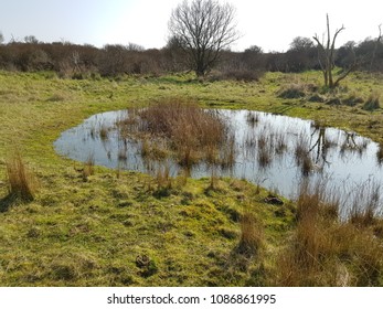 Natural Pond From Gibraltar Point Nature Reserve  