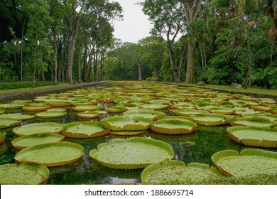 Natural pond with Victoria Amazonica Giant Waterlily .Sir Seewoosagur Ramgoolam Botanical Garden, Pamplemousses, Mauritius Island - Shutterstock ID 1886695714