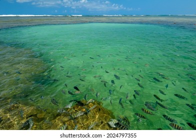 Natural pools with many small fish on the beach of Porto de Galinhas, Ipojuca, near Recife, Pernambuco State, Brazil on October 2, 2008.