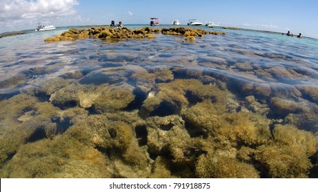 Natural Pools Of Maragogi, Alagoas, Brazil