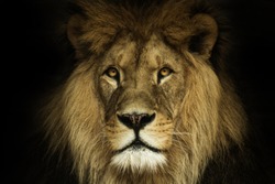 Lion portrait on black background | Animal Stock Photos ~ Creative Market