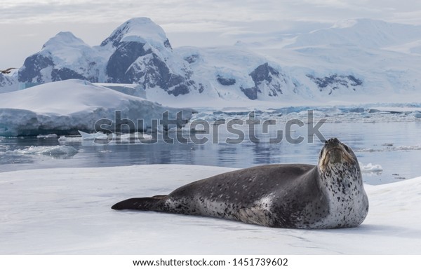 Natural predators of Antarctica region is\
leopard seal. Relax animal lying on the\
ice.