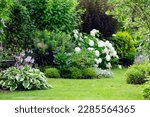 Natural private cottage summer garden in Europe. Hostas, white hydrangeas, and various shrubs blooming. Country life.