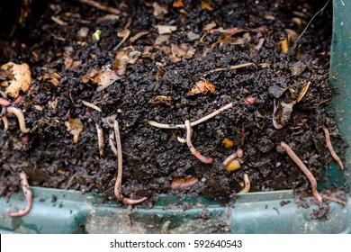 Natural, processed homemade compost in a plastic barrel with visible earthworms and the remains of waste. Horizontal full frame composition