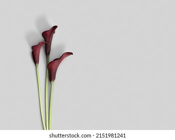 Natural Purple Calla Lily Flowers On Grey Background. Minimal Floral Flat Lay. Aesthetic Beauty Blossoming Flower, Holiday Flowery Card. Fresh Red Blooms Calla Lilies, Top View, Copy Space