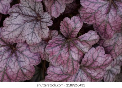 Natural Purple Texture Of Large Leaves Of Ornamental Plants In Nature