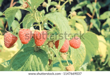 Similar – Image, Stock Photo Raspberry bush in the the farm