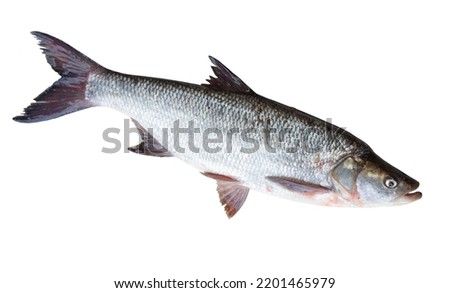 Natural raw asp fish isolated on white background