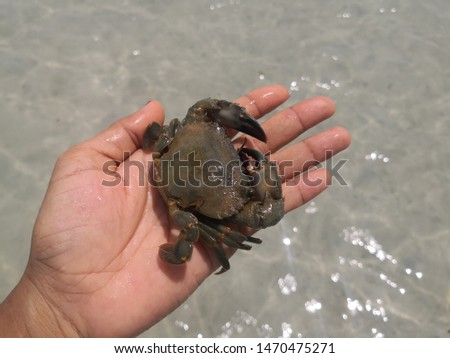 Natural Raw crab on women hand with sea background. Multicolored summertime outdoors image.Thailand.