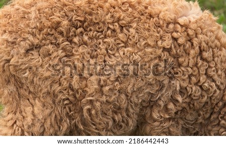 Natural raw sheep wool, selective focus
with seamless texture background. 