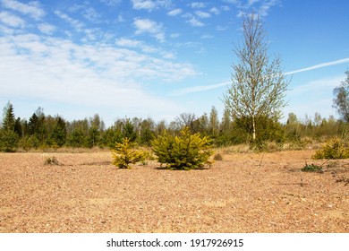 Natural reafforestation, regrow forests. Self-sown, self-seeding spruce undergrowth on a open stretch of ancient sand dune - Shutterstock ID 1917926915