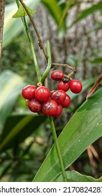 Natural red fruit from the tropical forests of the Indonesian archipelago