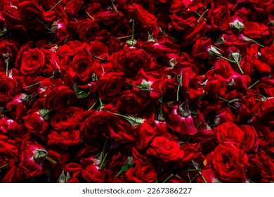 Natural red rose background, fresh cut dark roses close up texture background. High quality photo - Shutterstock ID 2267386227