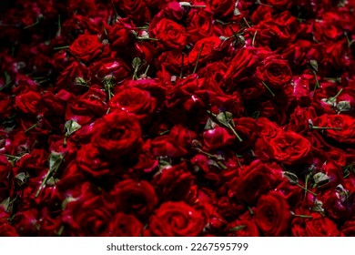 Natural red rose background, fresh cut dark roses close up texture background. High quality photo - Shutterstock ID 2267595799