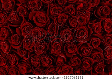 Natural red roses background. Color of the holiday. Gift to a woman. Deep red color.