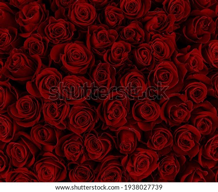Natural red roses background. Color of the holiday. Gift to a woman. Deep red color.