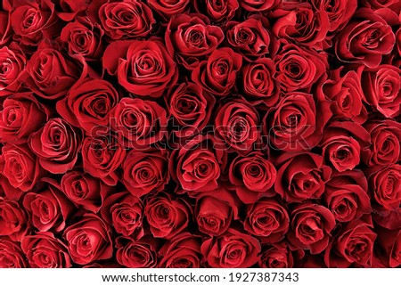 Natural red roses background. flower background