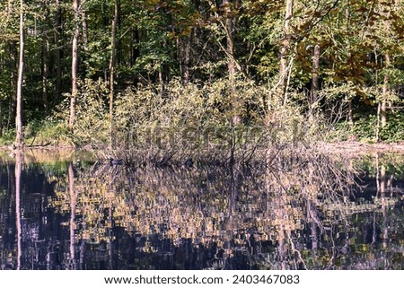 Natural reservoir in the forest. A shrub growing in a waterlogged part of the forest. A natural shelter for wildlife. Nature, forest, water, natural reservoir.