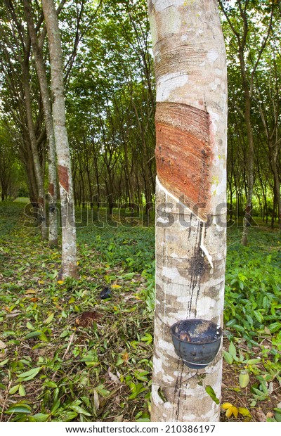 Natural rubber flows out of the bark of the\
rubber tree in the\
garden.