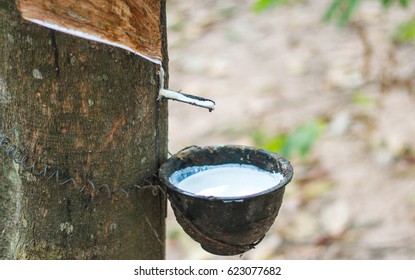 Natural Rubber Latex Trapped Rubber Tree Stock Photo 623077679 ...